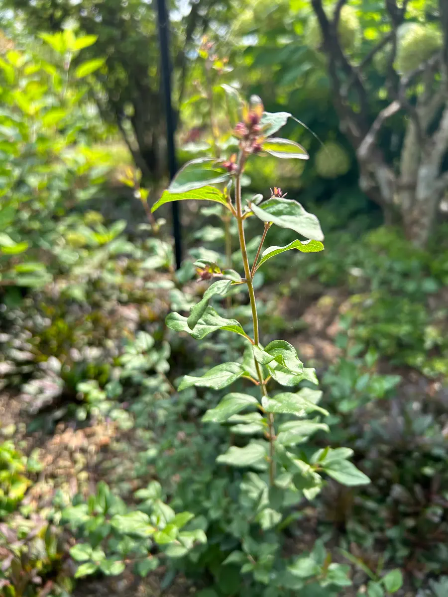 姫ライラック ペンダを庭の中心に植える！｜そだレポ（栽培