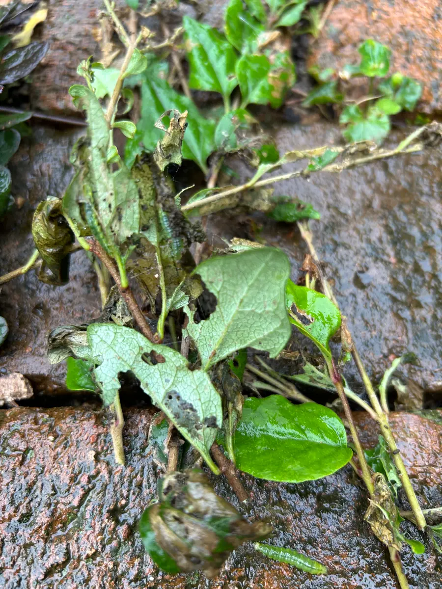 姫ライラック ペンダを庭の中心に植える！｜そだレポ（栽培