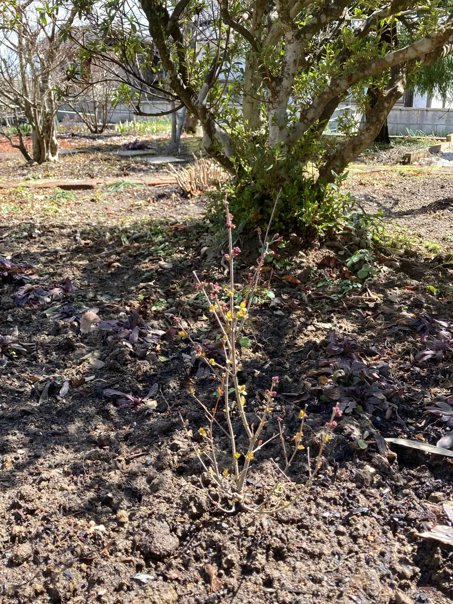 姫ライラック ペンダを庭の中心に植える！｜そだレポ（栽培