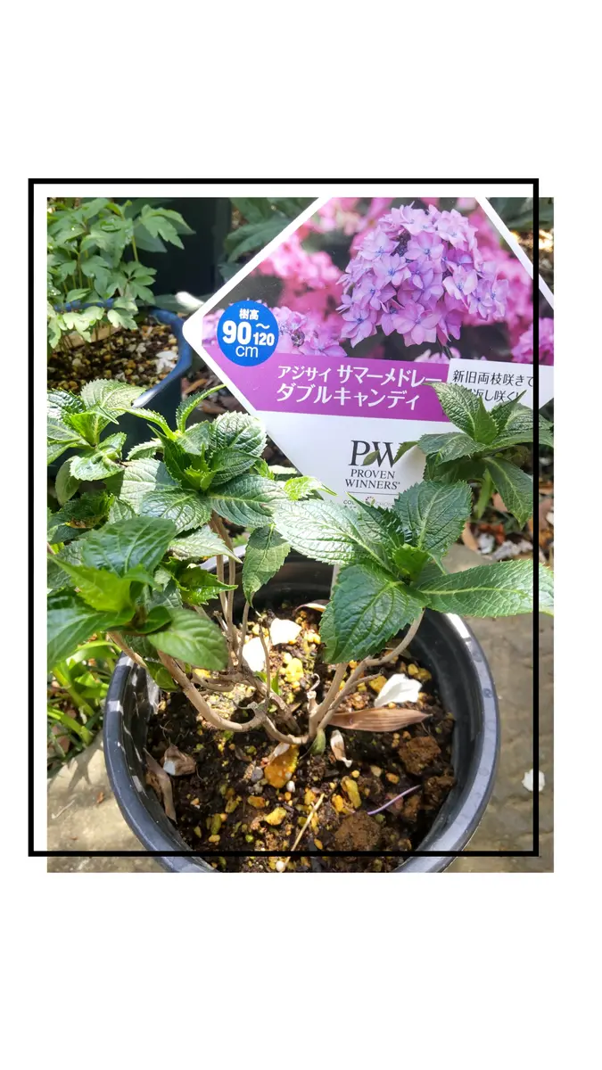 PWモニター「アジサイサマーメドレーダブルキャンディ」を育てる🌱｜そ