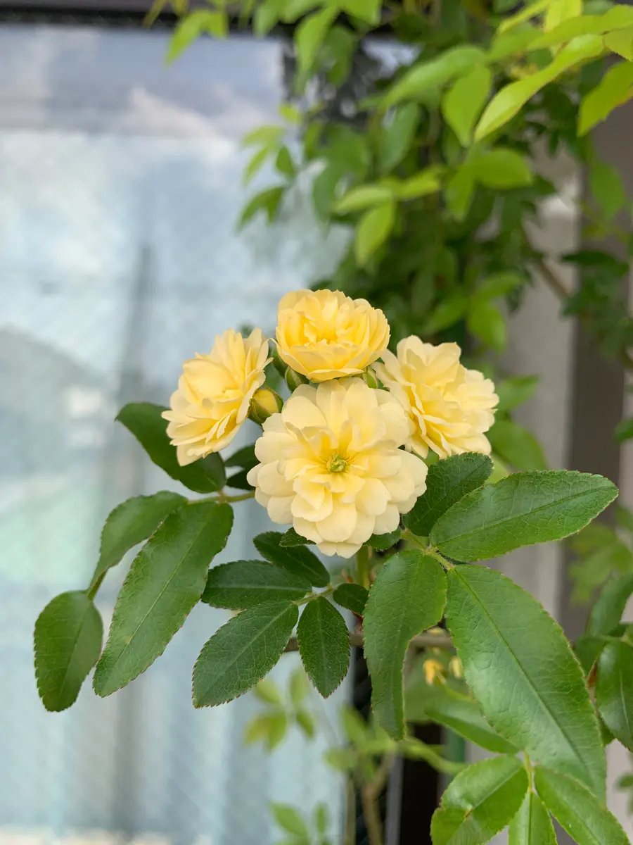 挿し木2年目のつるバラ｜そだレポ（栽培レポート）byチムニ｜みんなの