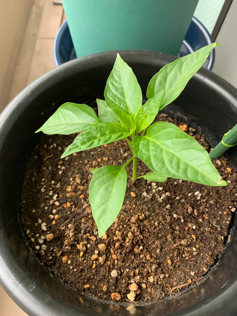 ブランド兵庫県産　万願寺とうがらし　栽培期間中農薬不使用 ブランド兵庫県産 万願寺とうがらし 栽培期間中農薬不使用 ブランド