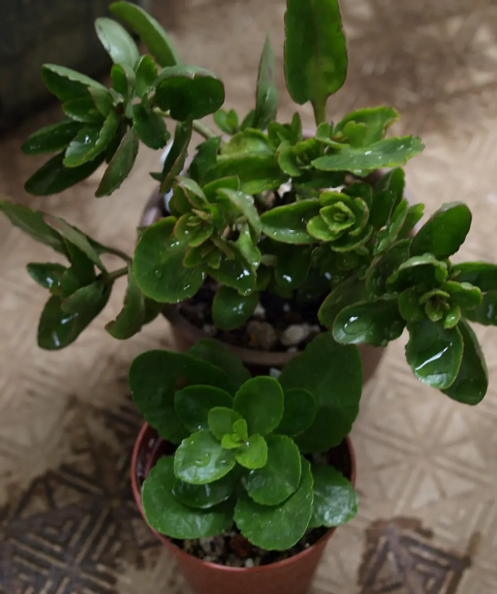 花麒麟 濃いピンク 鉢植え 【親株】 広げれ