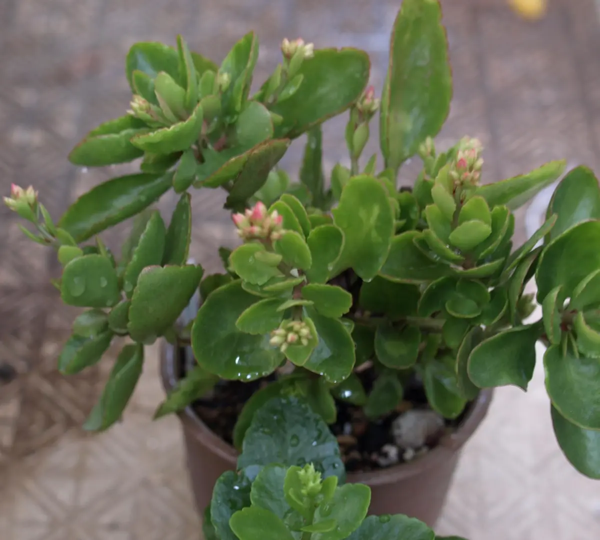 つぼみが色づきはじめる「カランコエ・花から次の花まで」-そだレポ