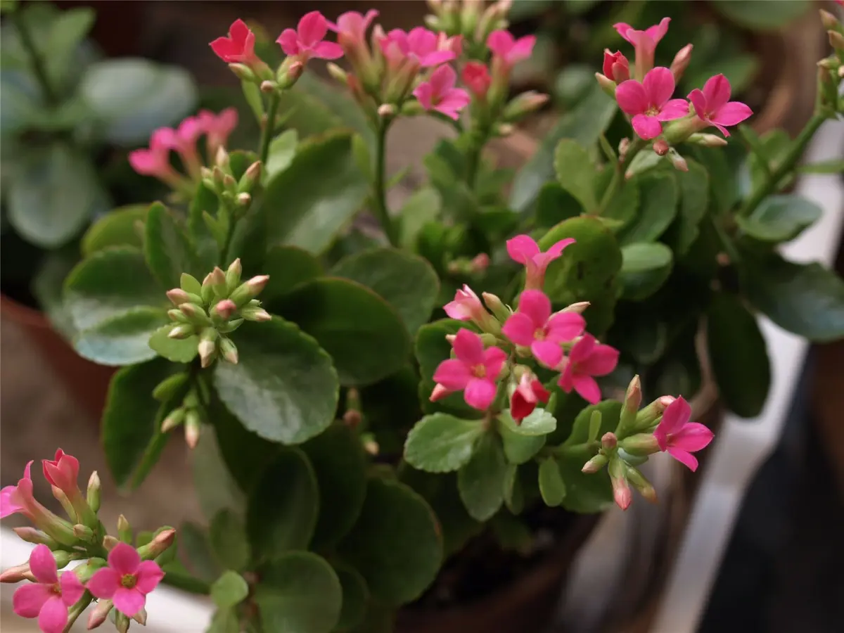大切な人へのギフト探し カランコエ 開花中（親株の開花「カランコエ・花から次 ピンク花 盆栽