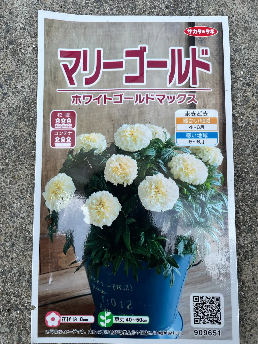 マリーゴールド ホワイトゴールドマックス 種から育てる｜そだレポ