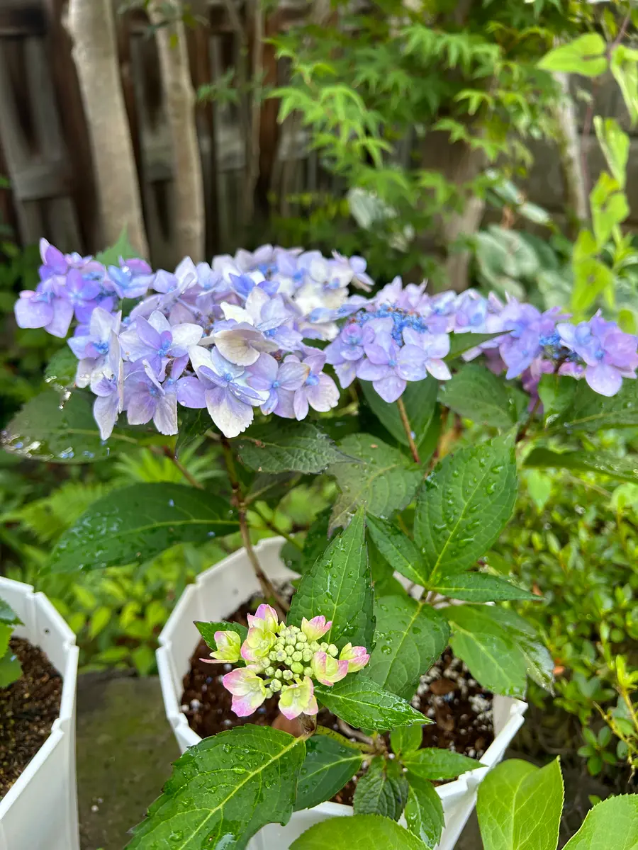 元気に咲いてね「アジサイサマーメドレーダブルキャンディ」の巻｜そだ