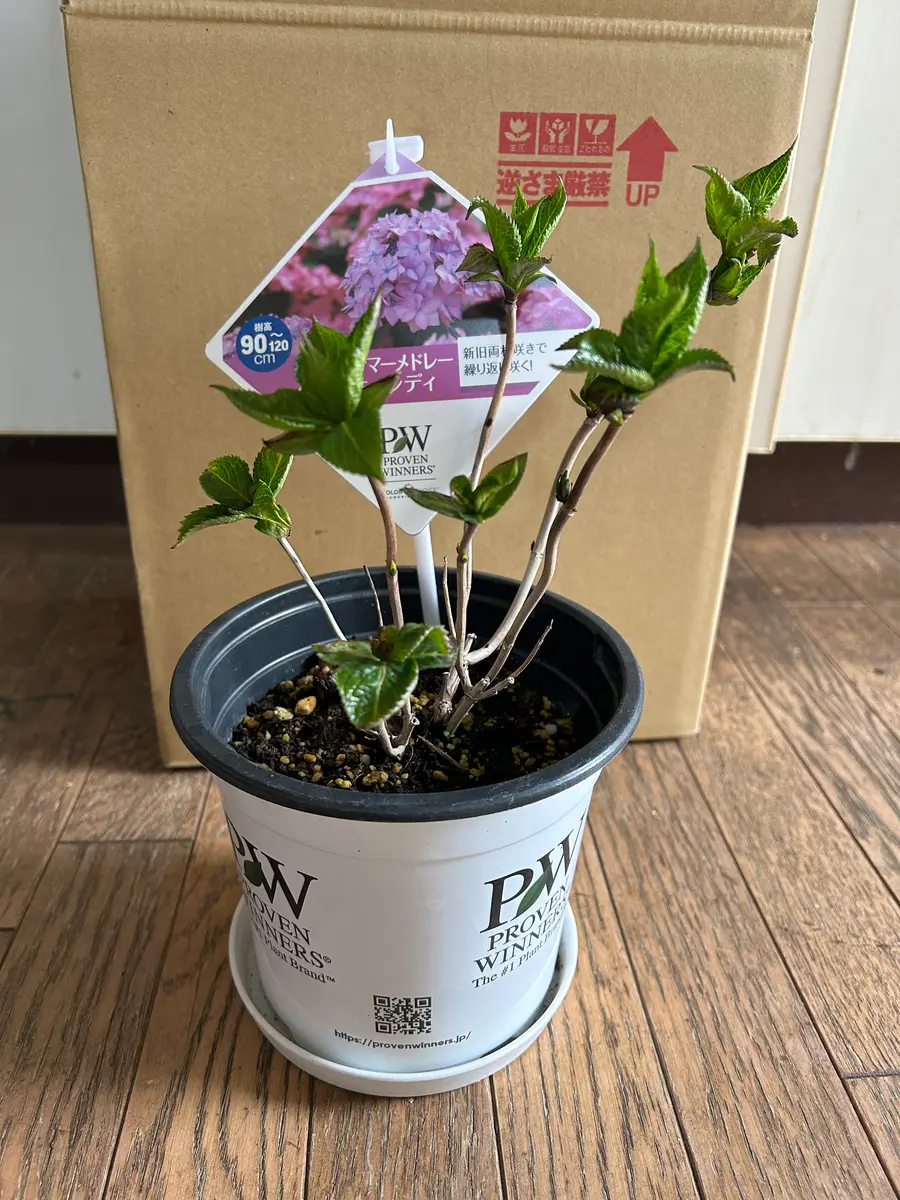 元気に咲いてね「アジサイサマーメドレーダブルキャンディ」の巻｜そだ