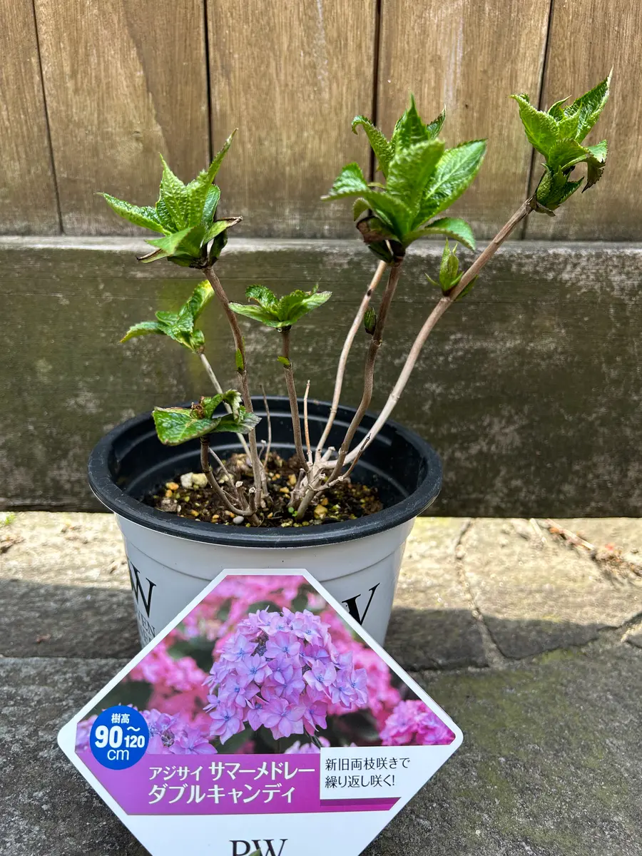 元気に咲いてね「アジサイサマーメドレーダブルキャンディ」の巻｜そだ