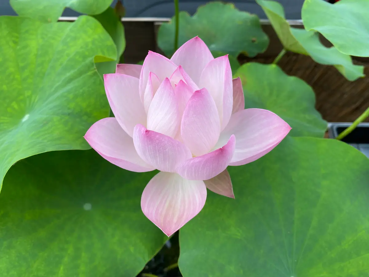 蓮の小型種を育ててみる｜そだレポ（栽培レポート）byさくら313