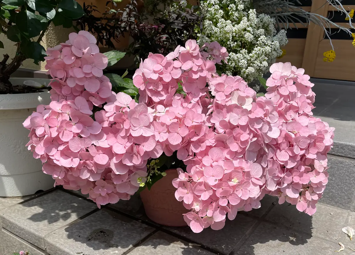 ベビー苗から挑戦！もりもり咲いてね！クリスタルヴェール｜そだレポ