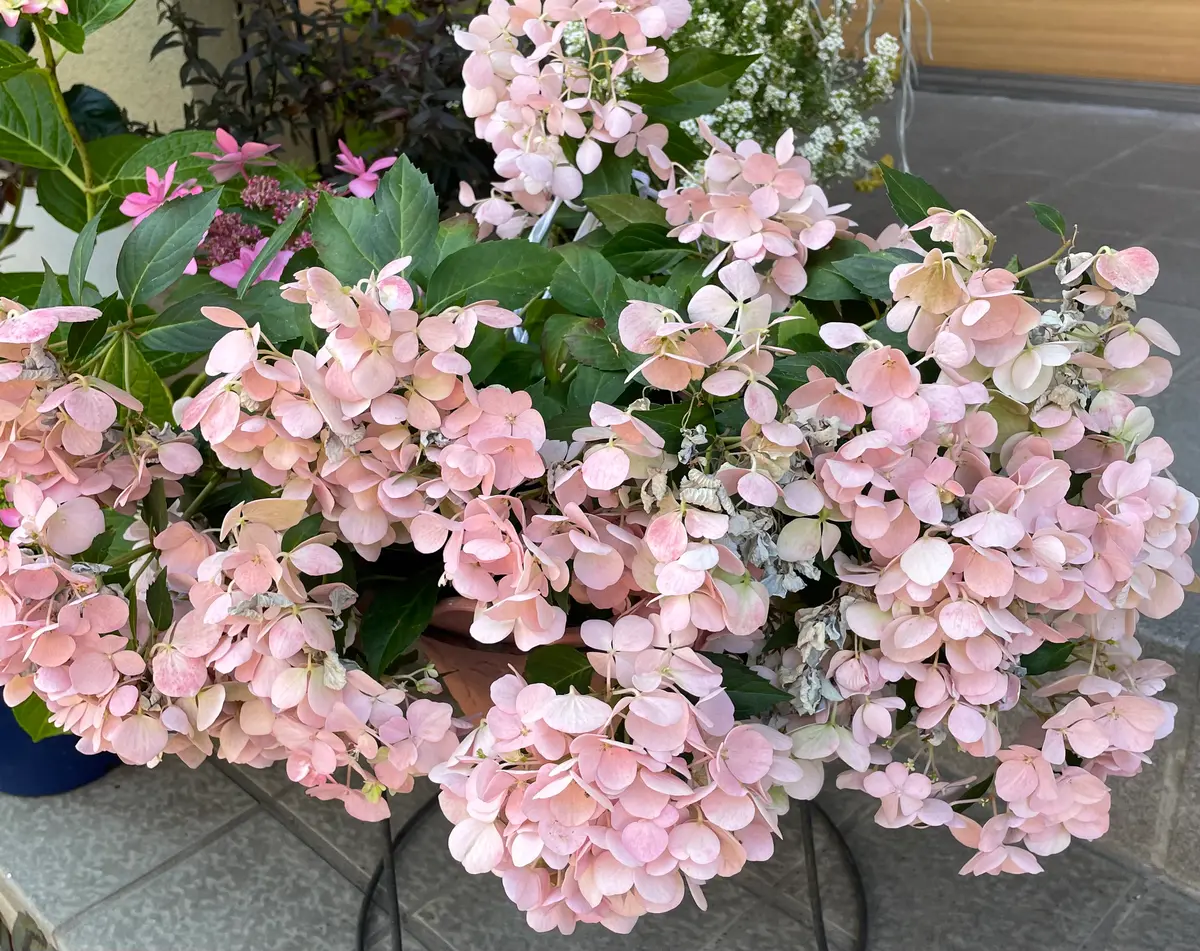 ベビー苗から挑戦！もりもり咲いてね！クリスタルヴェール｜そだレポ