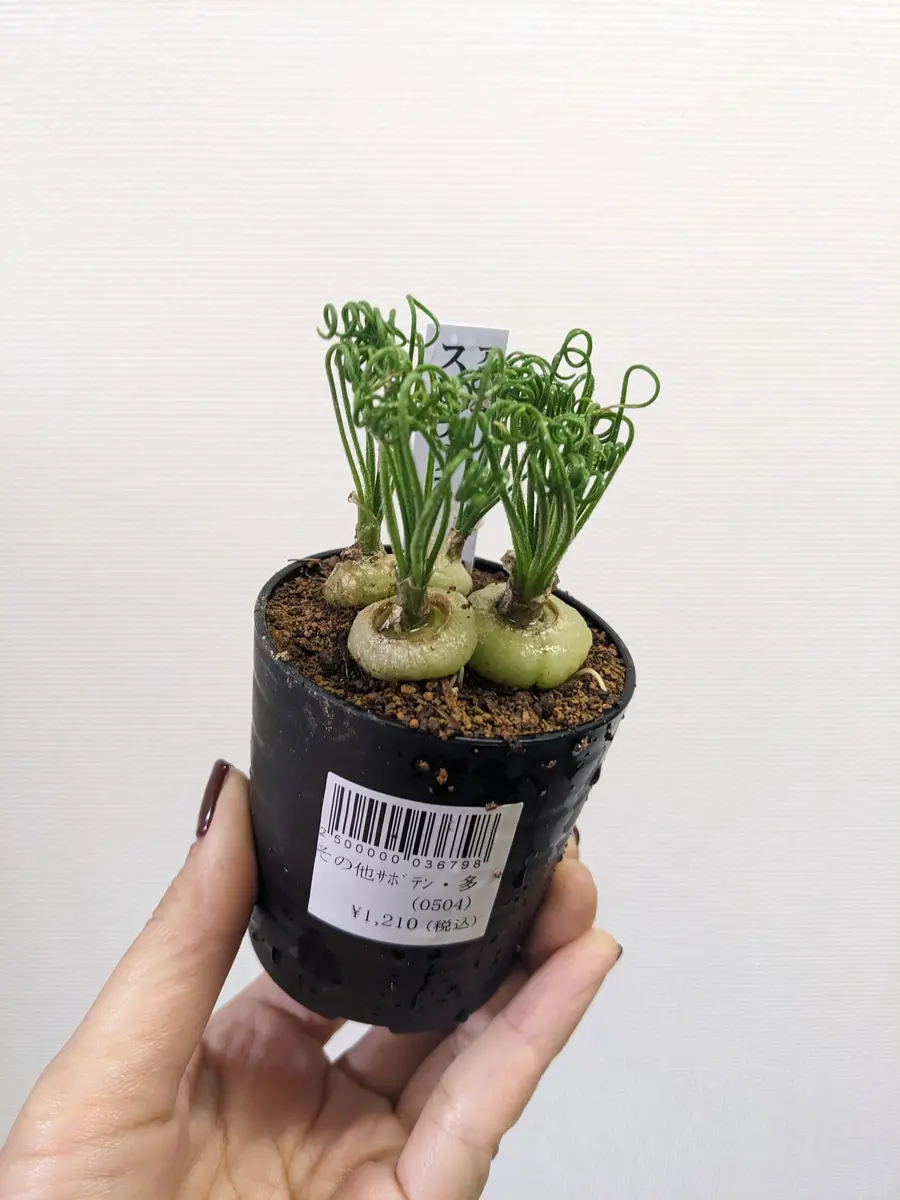 観葉植物❤多肉植物❤アルブカ❤スピラリス❤抜き苗 ふさげる