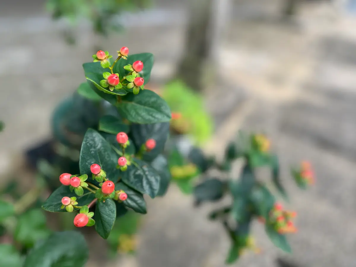 苗からのヒペリカム(赤)｜そだレポ（栽培レポート）byはこね｜みんなの