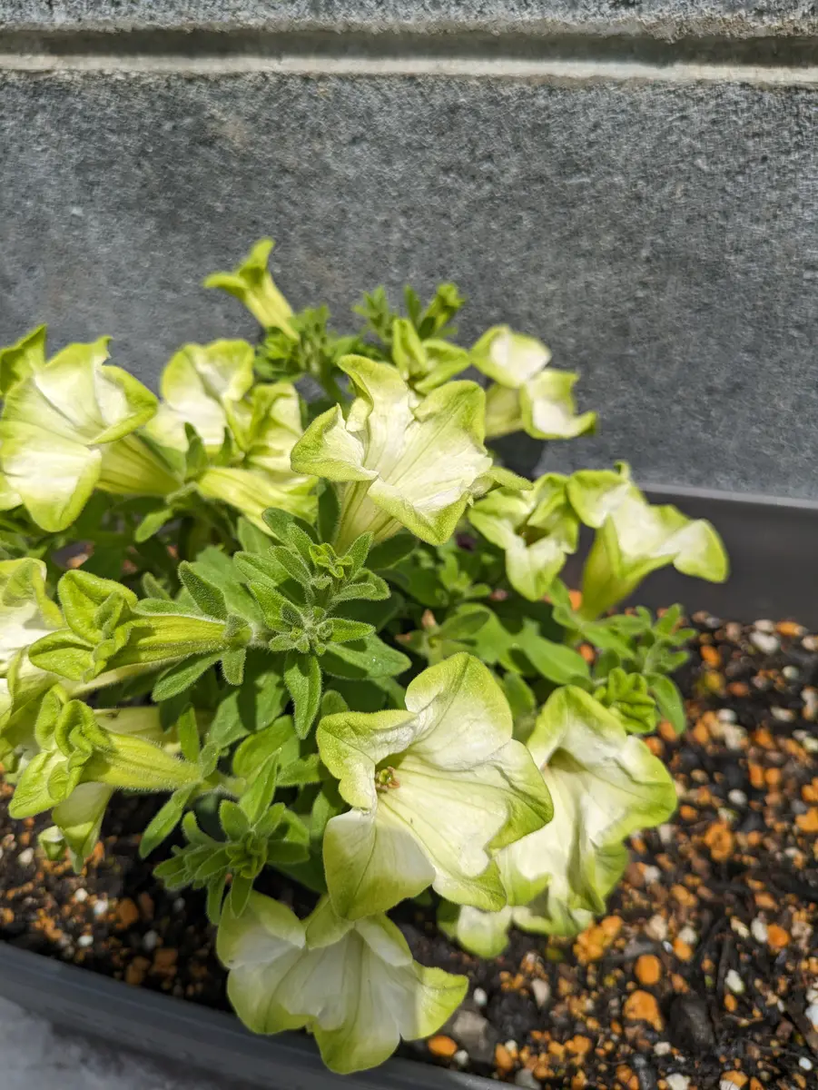 ◆ボリューム満点◆アンティークグリーン　ペチュニア　5号鉢 ◇ボリューム満点◇アンティークグリーン ペチュニア 5号鉢