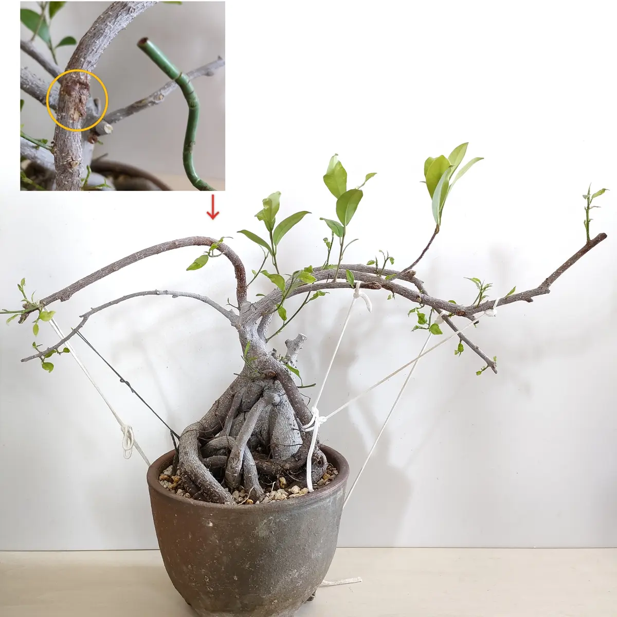 ガジュマルの仕立て直し（軽い枝曲げ）｜そだレポ（栽培レポート）byひ