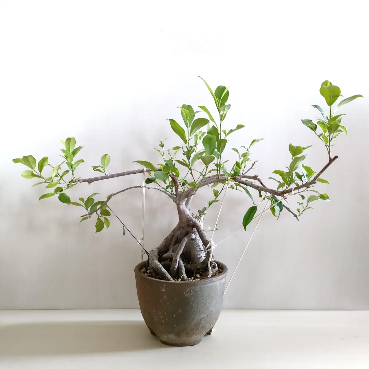 ガジュマルの仕立て直し（軽い枝曲げ）｜そだレポ（栽培レポート）byひ