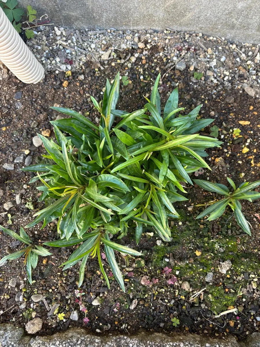 春育ち 巷で話題のPW宿根フロックスを育てる｜そだレポ（栽培レポート