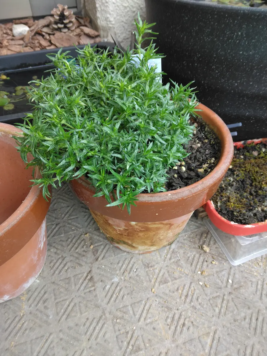 ②芝桜、買ってきたポットのやつの続き。｜そだレポ（栽培レポート）by