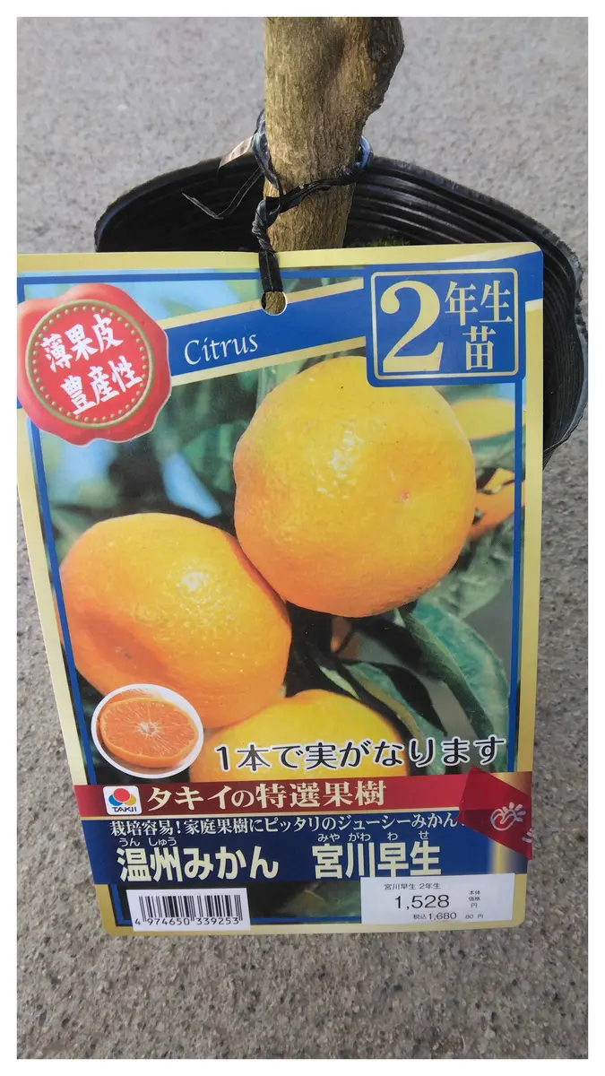 早生温州みかん 宮川早生 柑橘苗木｜果樹栽培苗｜自然を育てる