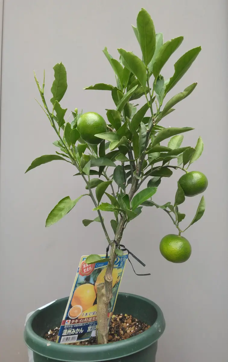 ミカン(宮川早生)鉢植えでも実がなる？2023～2024（終了)｜そだレポ