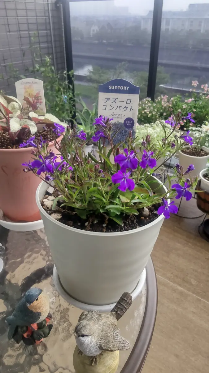 夏の定番アズーロコンパクト 今年もチャレンジ｜そだレポ（栽培