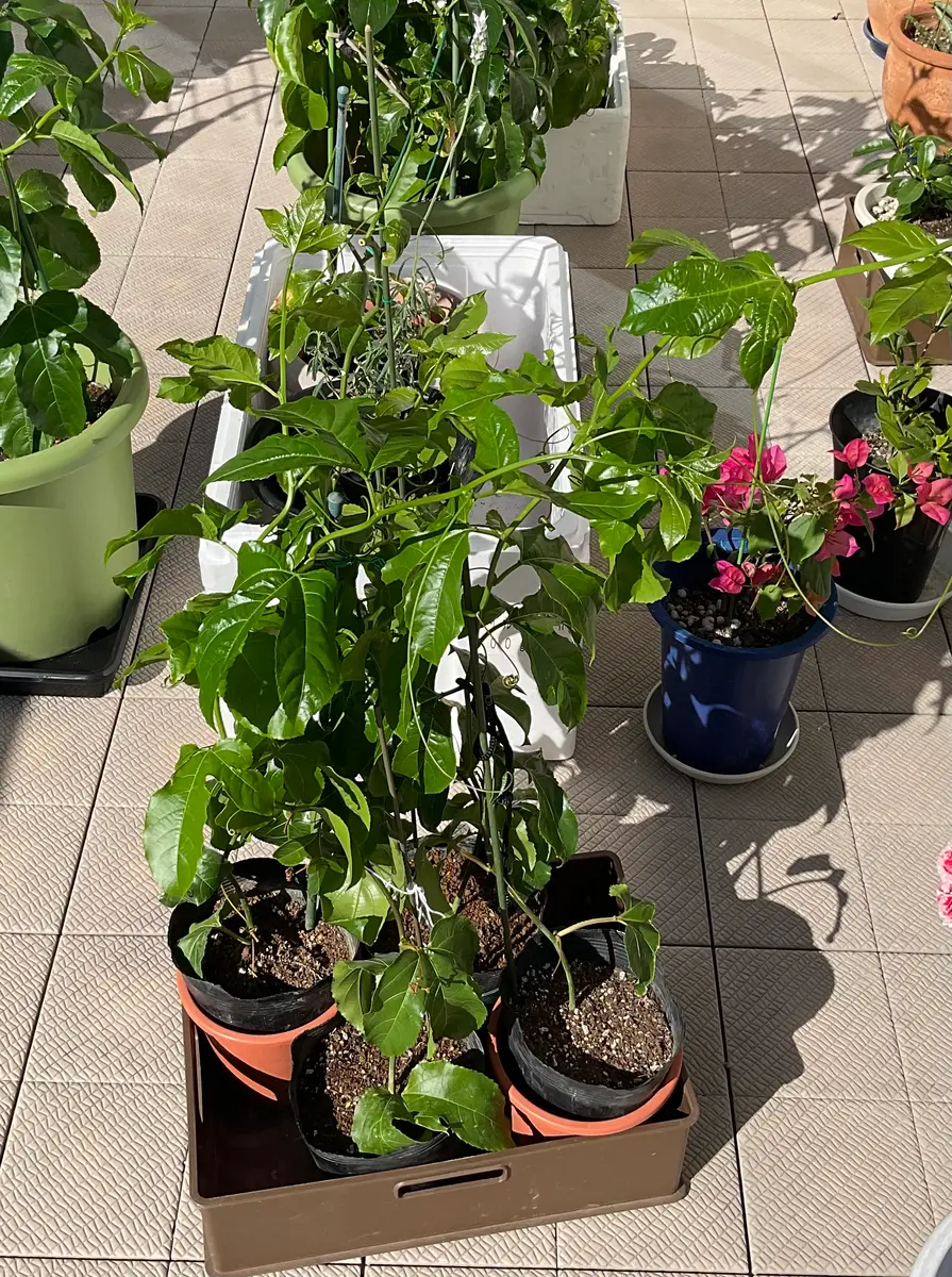 パッションフルーツ生育記録(挿し芽から)｜そだレポ（栽培レポート