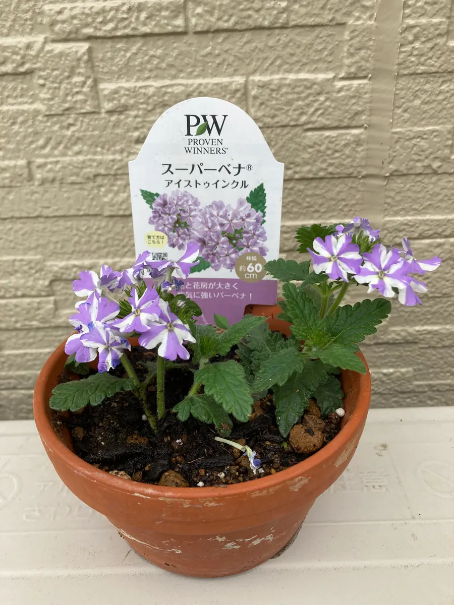 寄せ植え2点(プレゼントバーベナ1) 寄せ植えに！』『大きな植木鉢で豪華に！』ステキなバーベナ｜そだレポ