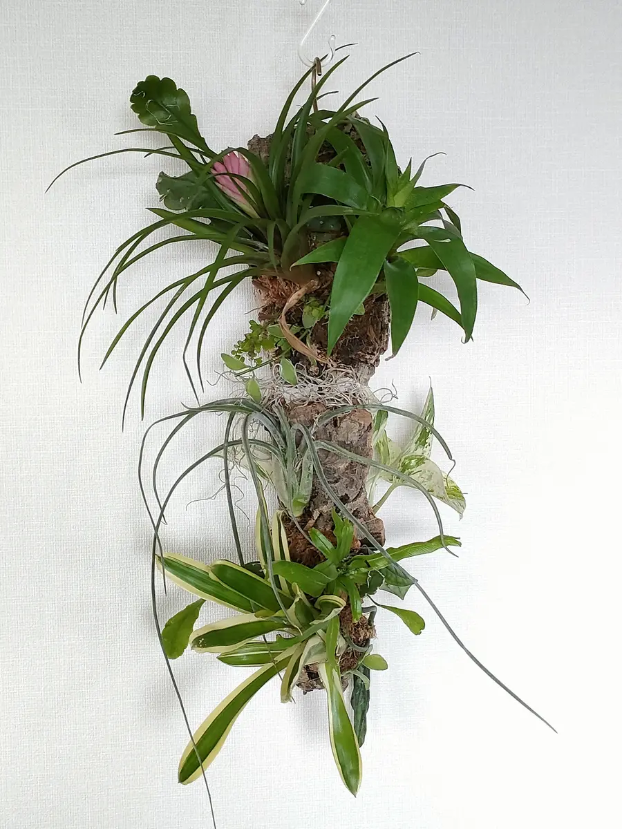 着生植物のコルク板寄せ植え｜フリーセアのそだレポ（栽培レポート）by