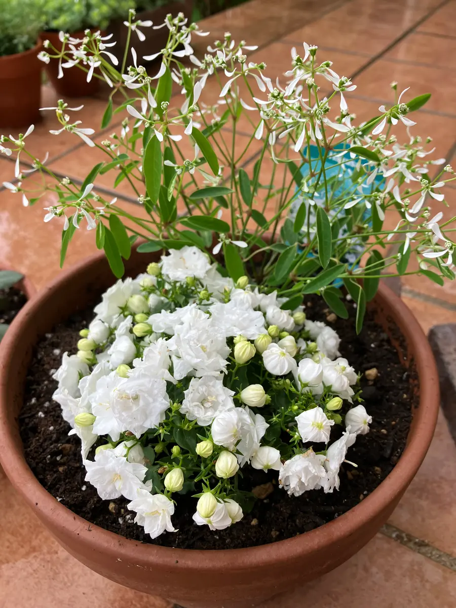 ユーフォルビアダイヤモンドフロストの生育記録｜そだレポ（栽培