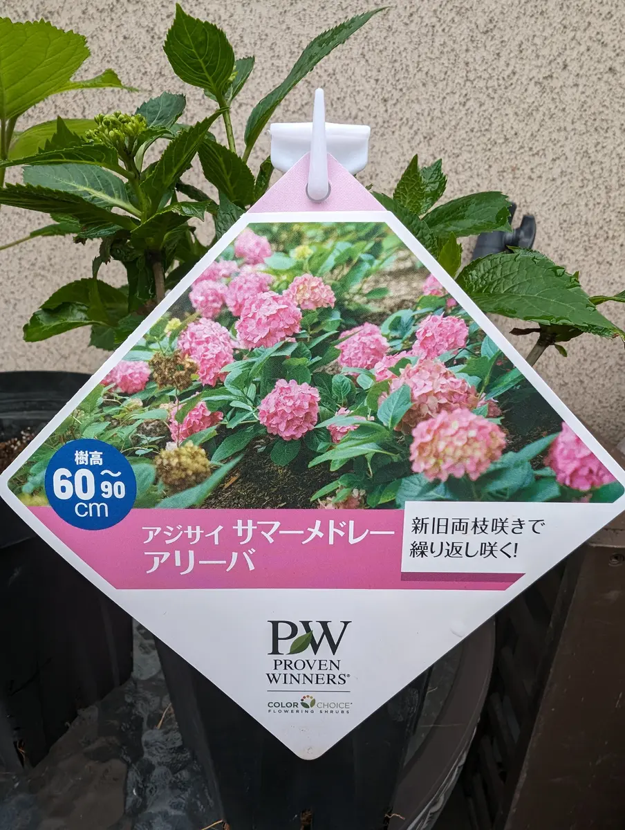 PWアジサイサマーメドレーアリーバ｜そだレポ（栽培レポート）byかよ