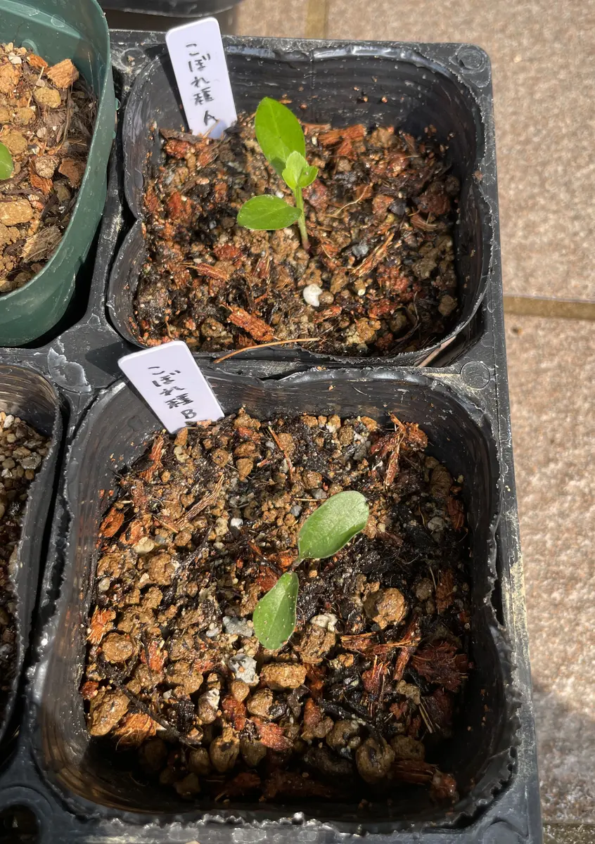 庭にたくさんクリスマスローズを増やしたい｜そだレポ（栽培レポート