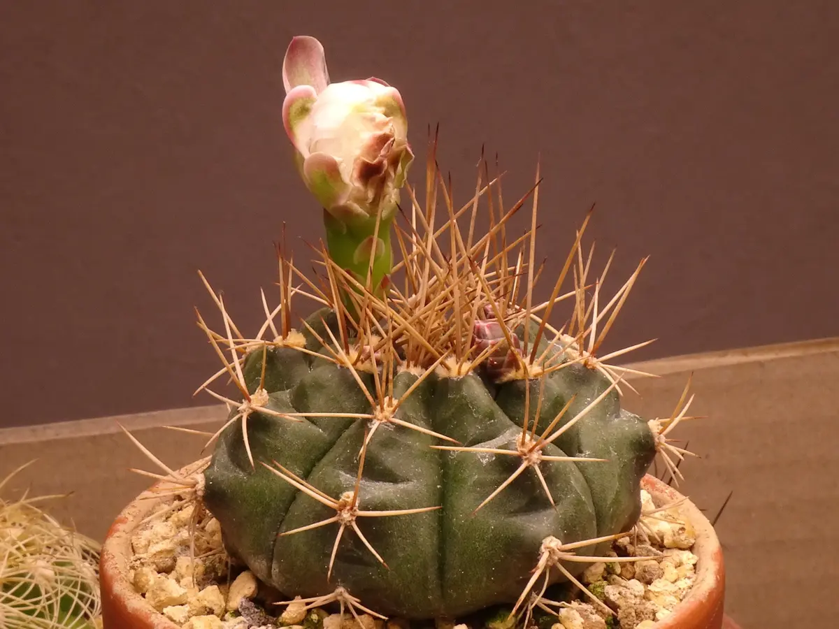 翠晃冠錦(すいこうかんにしき)：ギムノカリキウム属 (B01) ※実生 | 万