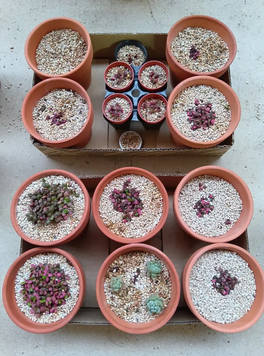 桜吹雪を赤ちゃんから育てています｜そだレポ（栽培レポート）byそん