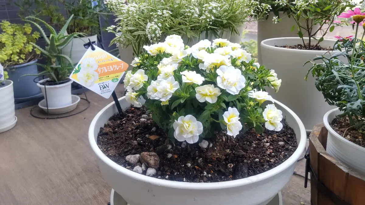夏のホワイトガーデンづくりにカリブラコア｜そだレポ（栽培レポート