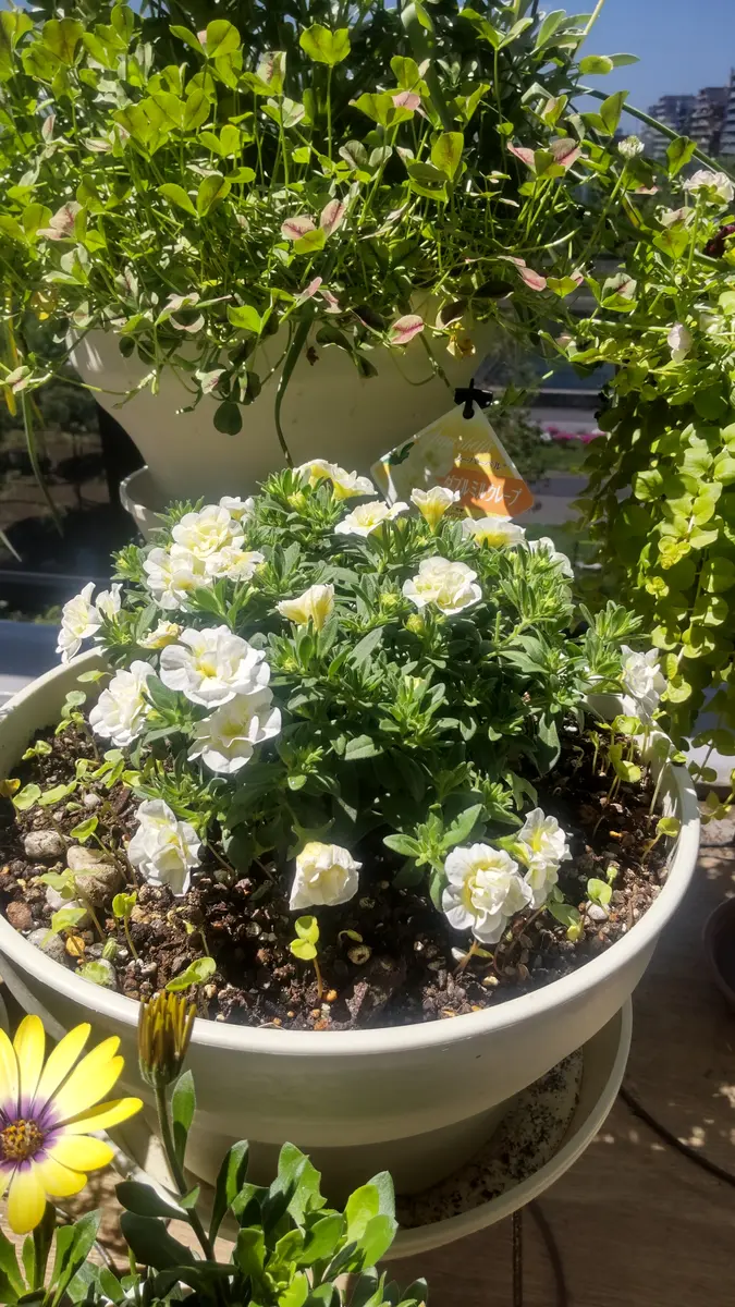 夏のホワイトガーデンづくりにカリブラコア｜そだレポ（栽培レポート