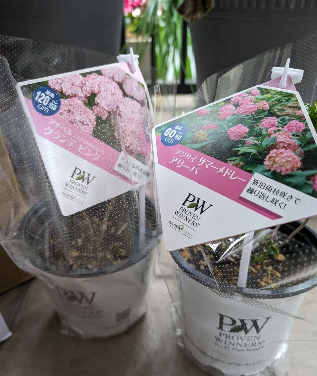 PWアナベルグランデピンク｜そだレポ（栽培レポート）byかよぽち