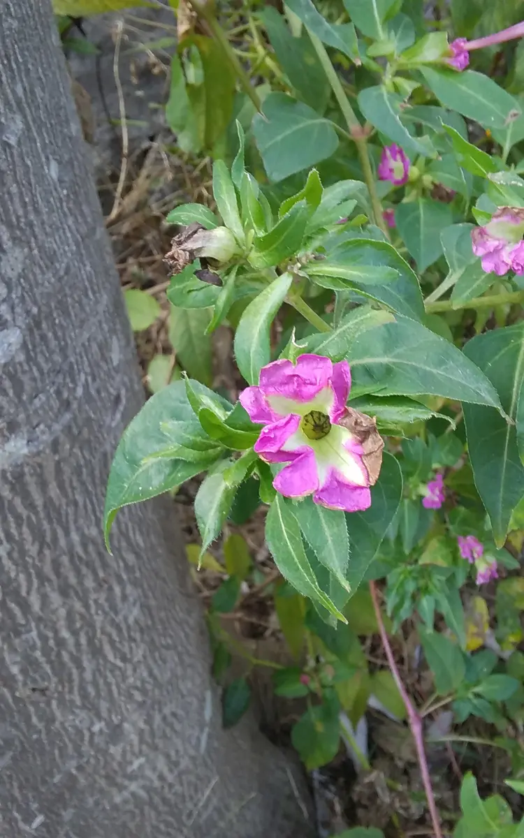 緑道の白粉花のこぼれ種を開花するまで育てる。｜そだレポ（栽培