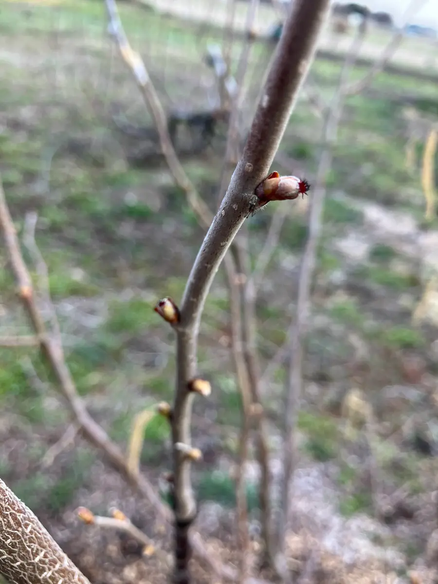 多品種接ぎ木で楽しむヘーゼルナッツ Part2｜そだレポ（栽培レポート