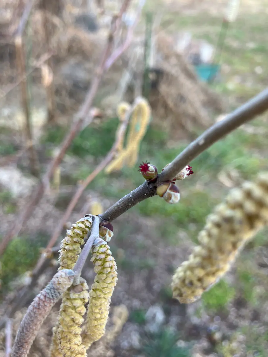 多品種接ぎ木で楽しむヘーゼルナッツ Part2｜そだレポ（栽培レポート