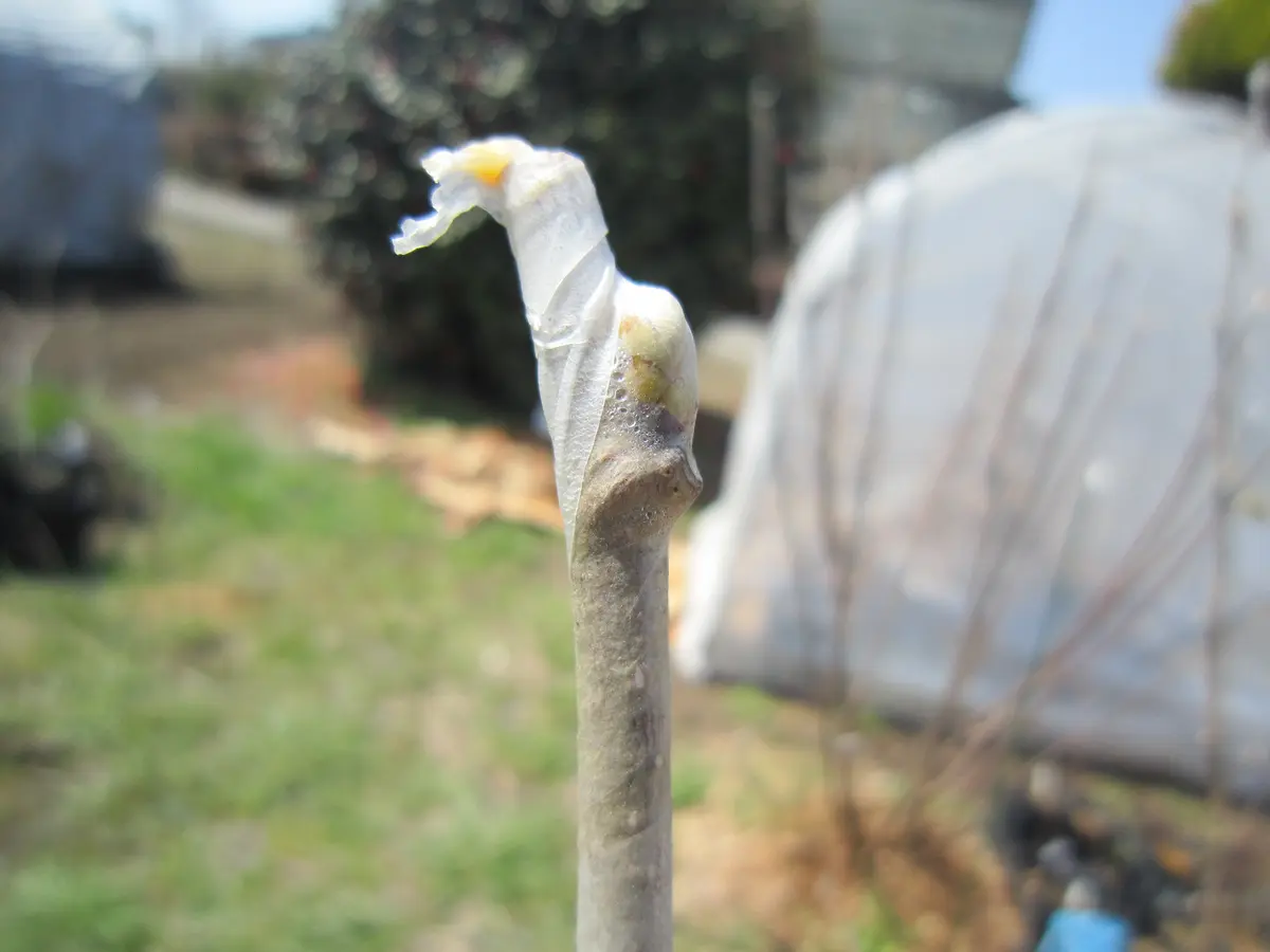 多品種接ぎ木で楽しむヘーゼルナッツ Part2｜そだレポ（栽培レポート