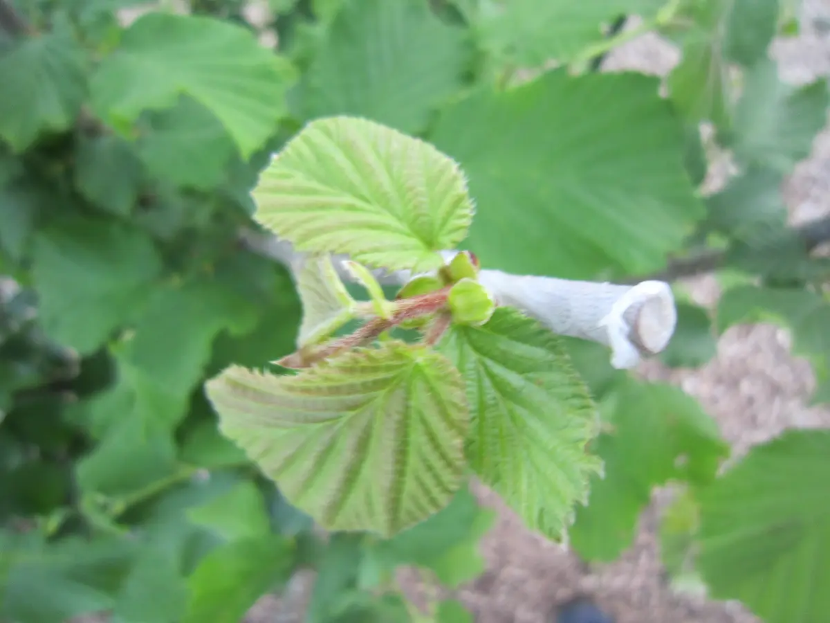 多品種接ぎ木で楽しむヘーゼルナッツ Part2｜そだレポ（栽培レポート