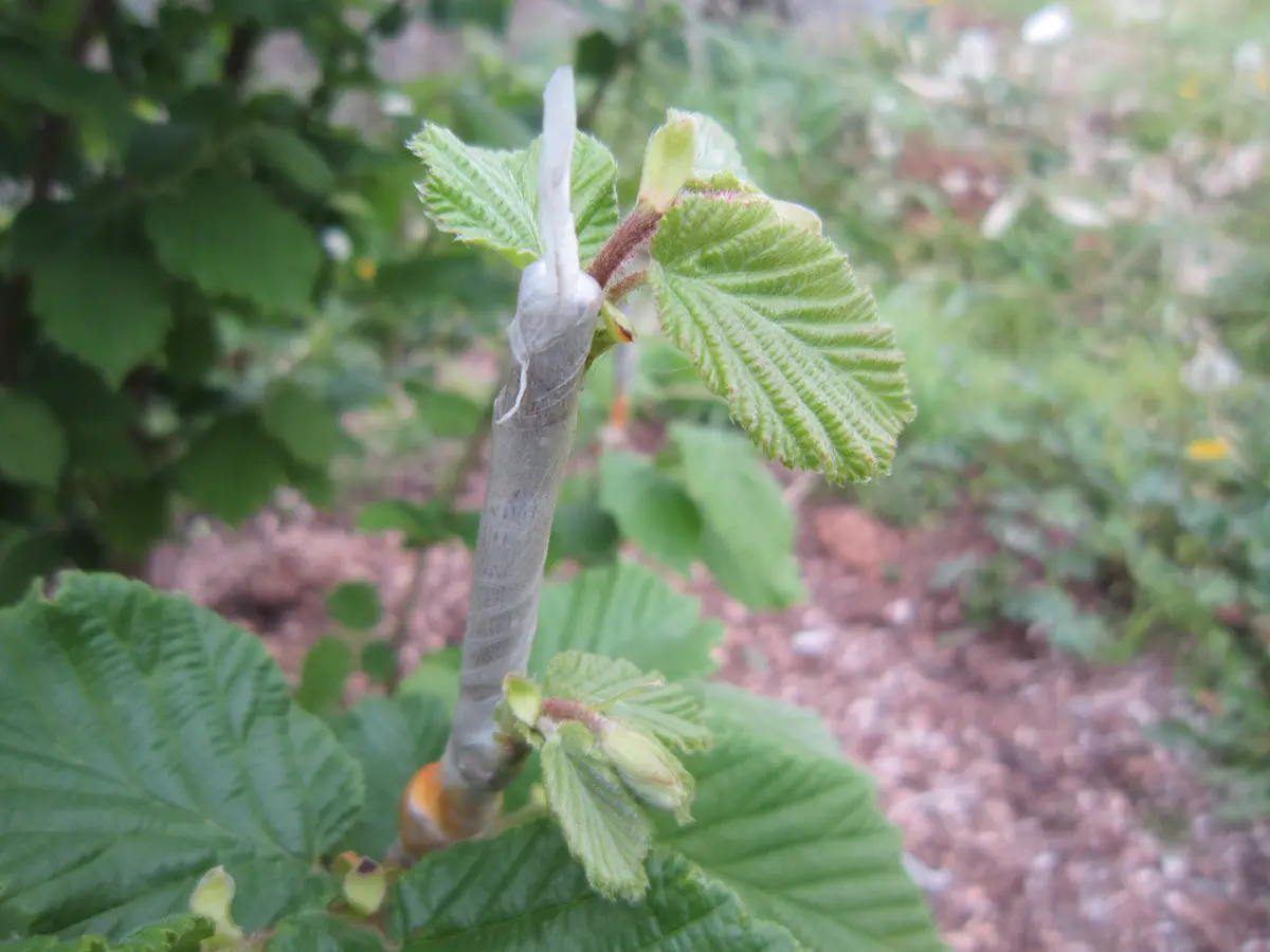 多品種接ぎ木で楽しむヘーゼルナッツ Part2｜そだレポ（栽培レポート