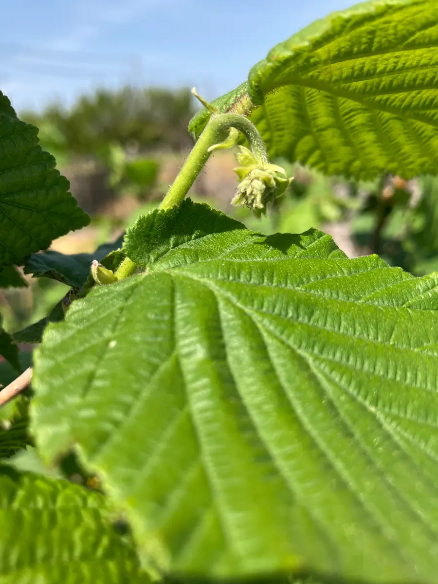 多品種接ぎ木で楽しむヘーゼルナッツ Part2｜そだレポ（栽培レポート