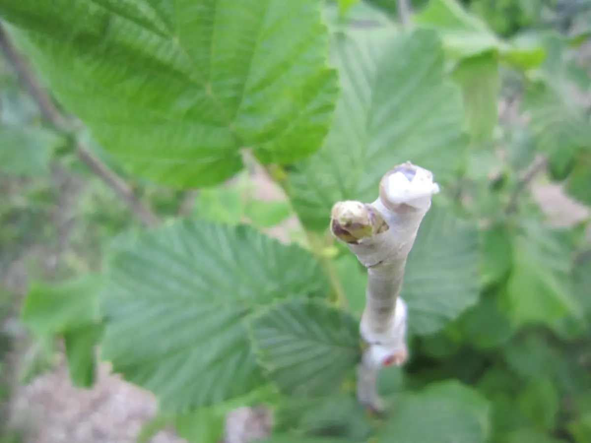 多品種接ぎ木で楽しむヘーゼルナッツ Part2｜そだレポ（栽培レポート