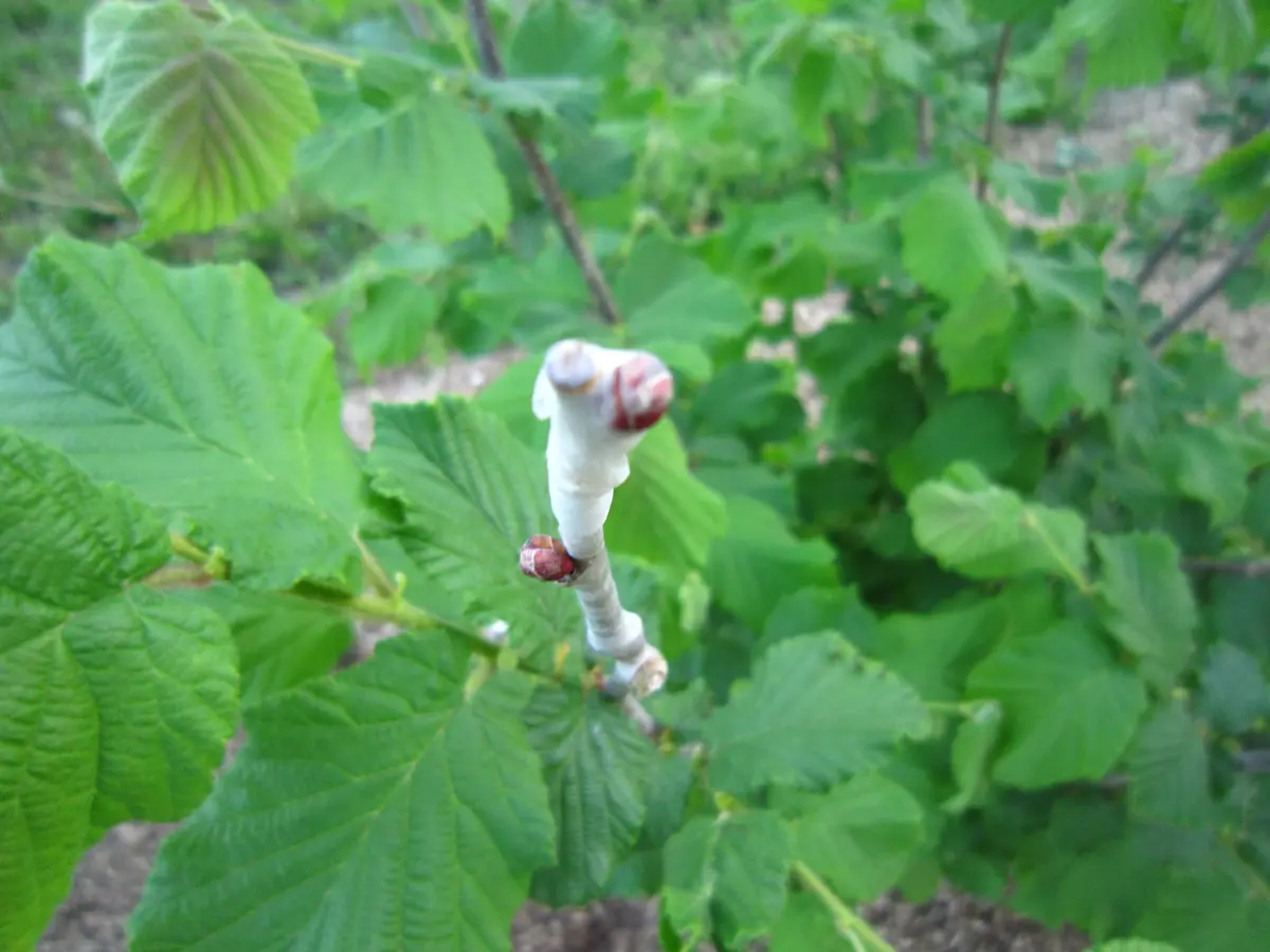 多品種接ぎ木で楽しむヘーゼルナッツ Part2｜そだレポ（栽培レポート