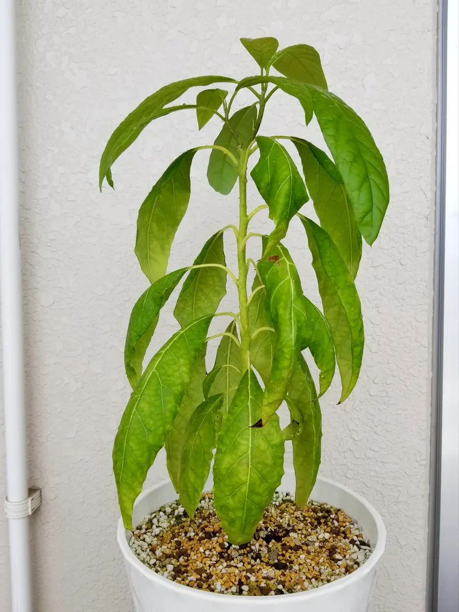 アボカドを種から育ててみた｜そだレポ（栽培レポート）by瑚花-cona