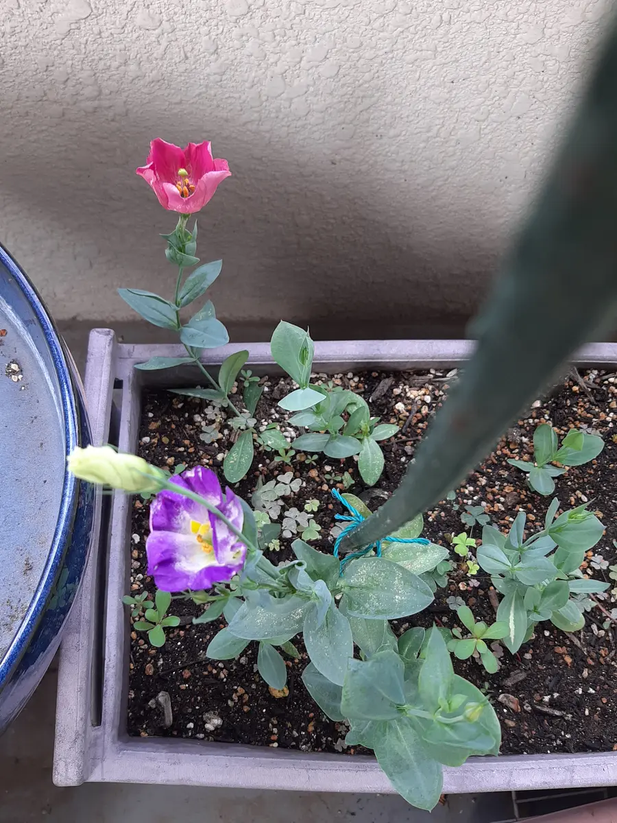 自家採取の種から育てるトルコキキョウ｜そだレポ（栽培レポート）by