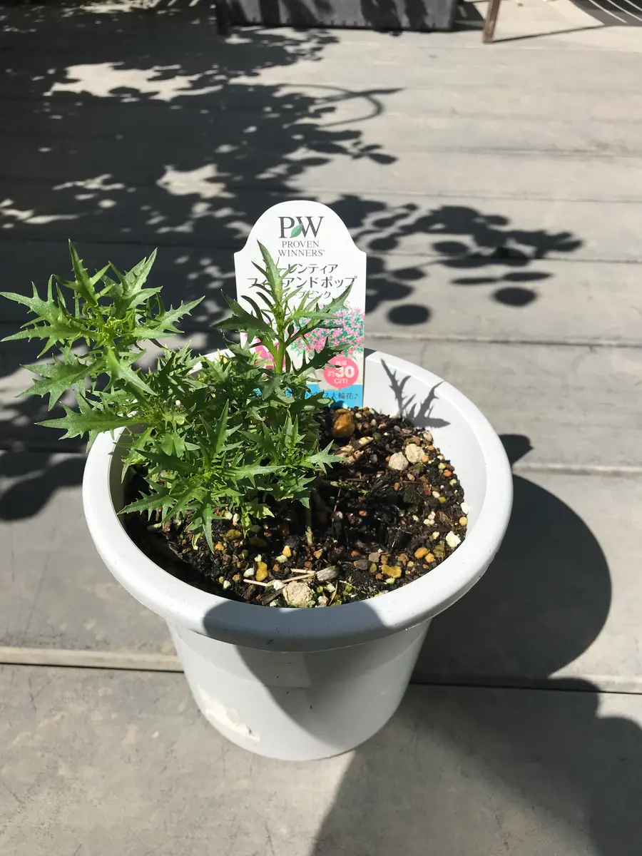 我が家で夏越しが難しいフロックスを綺麗に咲かせたい｜そだレポ（栽培