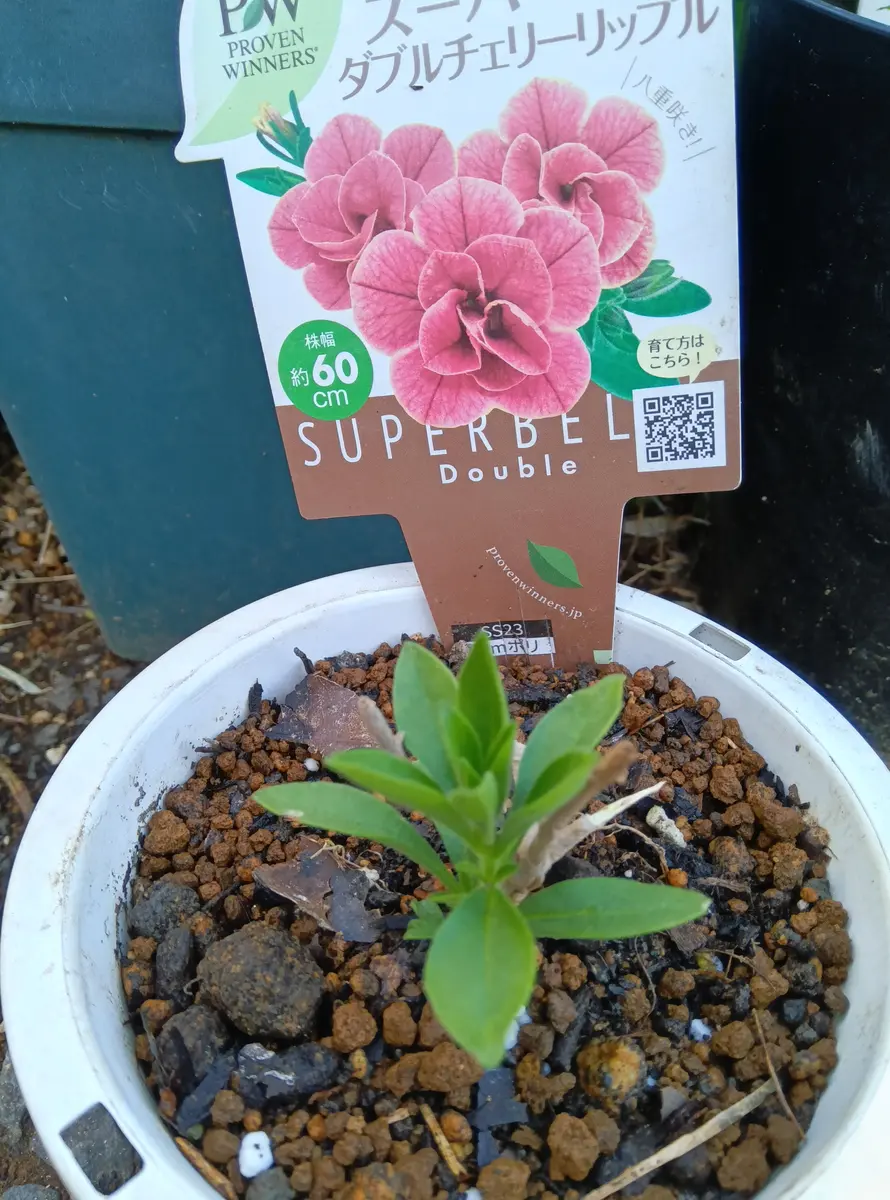 冬越ししたスーパーベル｜植物指定なしのそだレポ（栽培レポート）byも